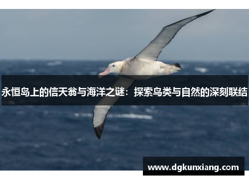 永恒岛上的信天翁与海洋之谜：探索鸟类与自然的深刻联结